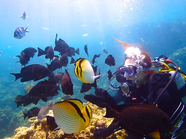 魚の大群とサンゴ礁ダイビング
